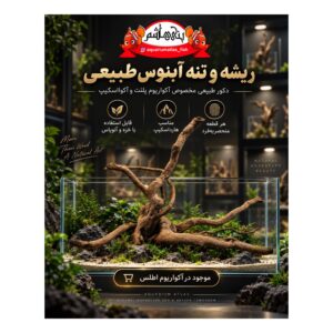 ریشه و تنه آبنوس طبیعی