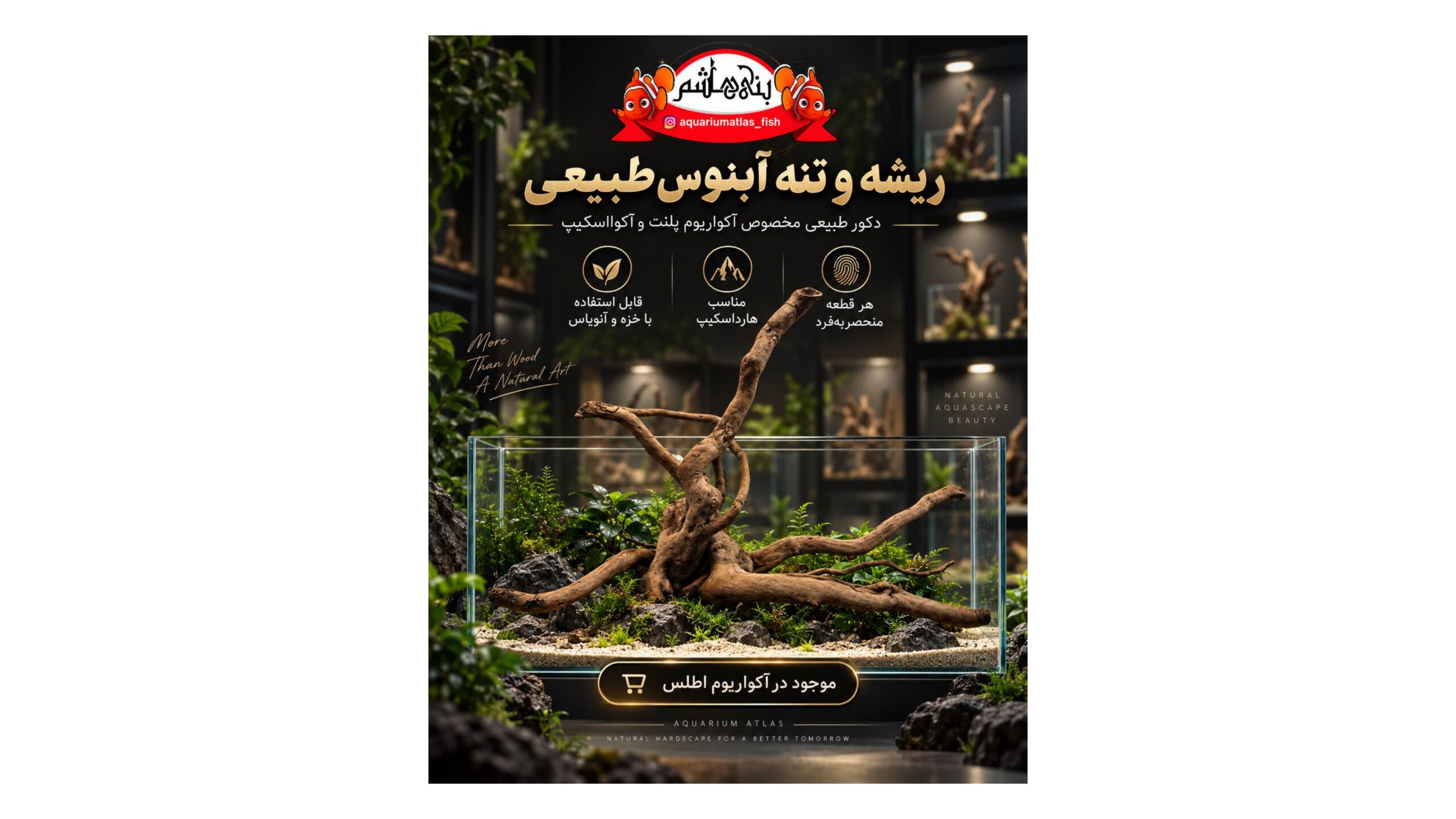 ریشه و تنه آبنوس طبیعی